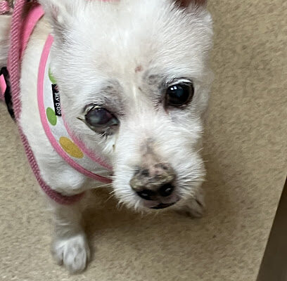 Calusa Crossing Animal Hospital