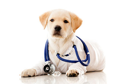 Veterinarian Small Animal