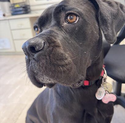 Kendall Animal Clinic