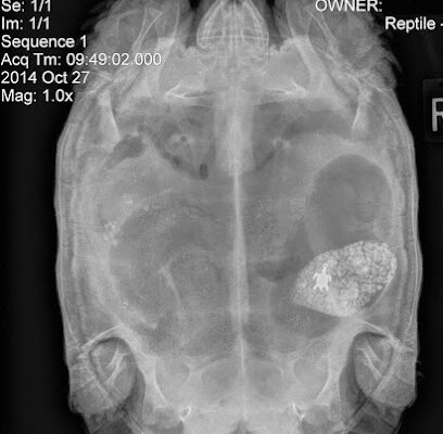 Avian & Exotic Animal Medical Center