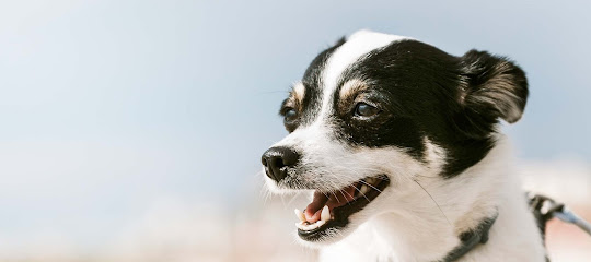 Miami Veterinary Specialists