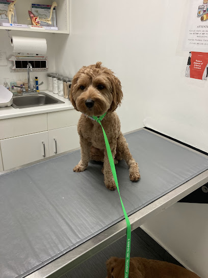 Eco Deco Pet Hospital