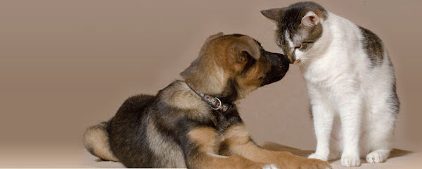 Veterinarian